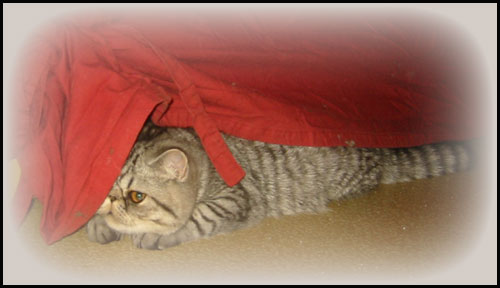 Mamma ei tied�, miss� m� oon!